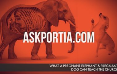 WHAT A PREGNANT ELEPHANT & PREGNANT DOG CAN TEACH THE CHURCH