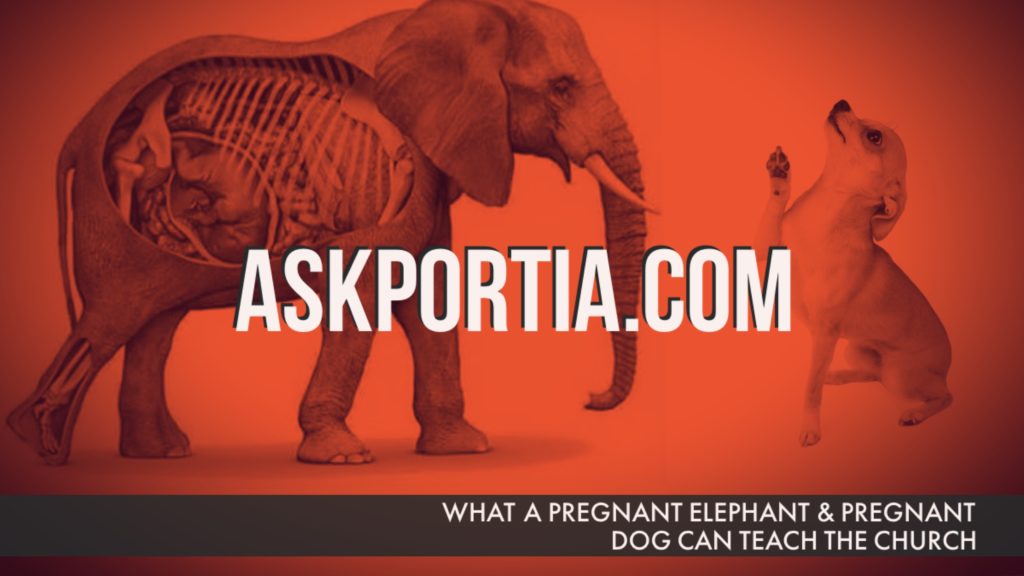 WHAT A PREGNANT ELEPHANT & PREGNANT DOG CAN TEACH THE CHURCH